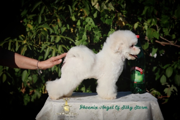 Ogłoszenie - Bichon Frise – piękne szczenięta. Zdjęcie 10