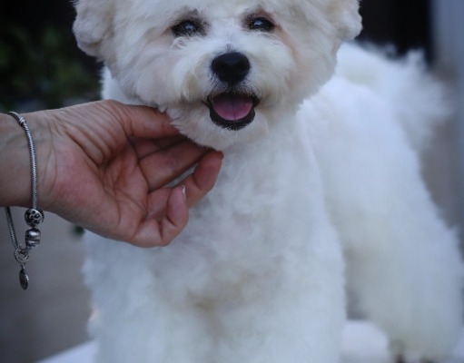Ogłoszenie - Bichon Frise – piękne szczenięta. Zdjęcie 6