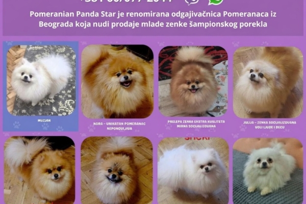 Ogłoszenie - Hodowla Pomeranian oferuje młode suczki na sprzedaż. Zdjęcie 1