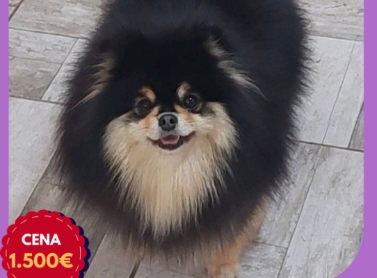 Ogłoszenie - Hodowla Pomeranian oferuje młode suczki na sprzedaż. Zdjęcie 2