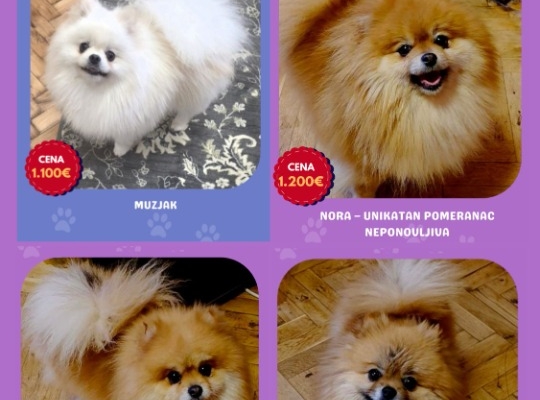 Ogłoszenie - Hodowla Pomeranian oferuje młode suczki na sprzedaż. Zdjęcie 4