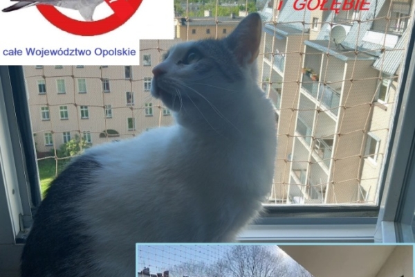 Ogłoszenie - Kluczbork siatka kot gołąb bezinwazyjny montaż. Zdjęcie 1