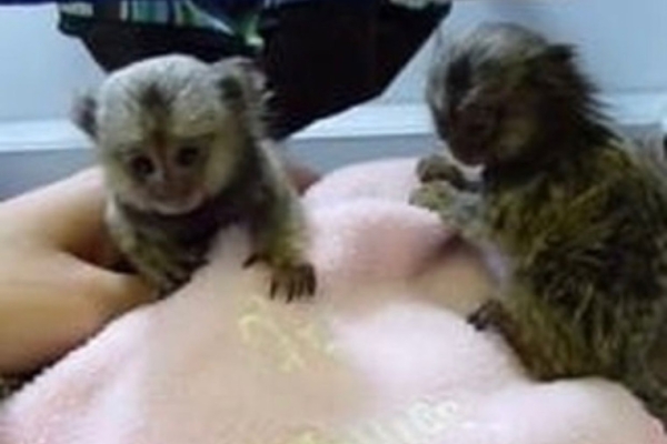 Ogłoszenie - Inteligentne młode marmozety do adopcji. Zdjęcie 1