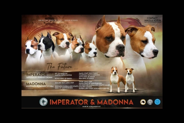 Ogłoszenie - American Staffordshire Terrier – szczenięta. Zdjęcie 6