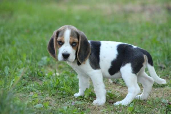 Ogłoszenie - Beagle - szczeniaczki ZKwP po Championie Polski. Zdjęcie 4