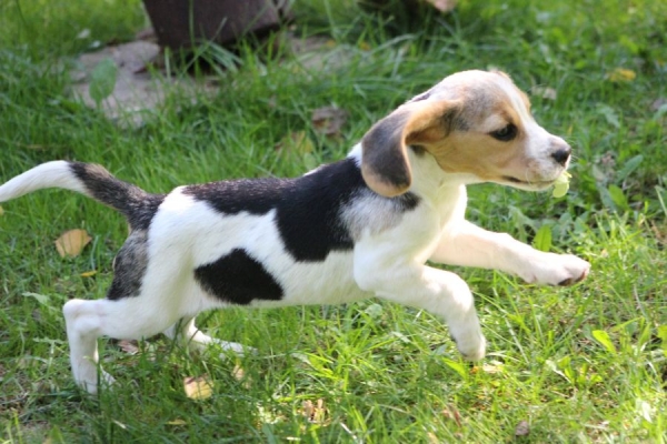 Ogłoszenie - Beagle - szczeniaczki ZKwP po Championie Polski. Zdjęcie 6