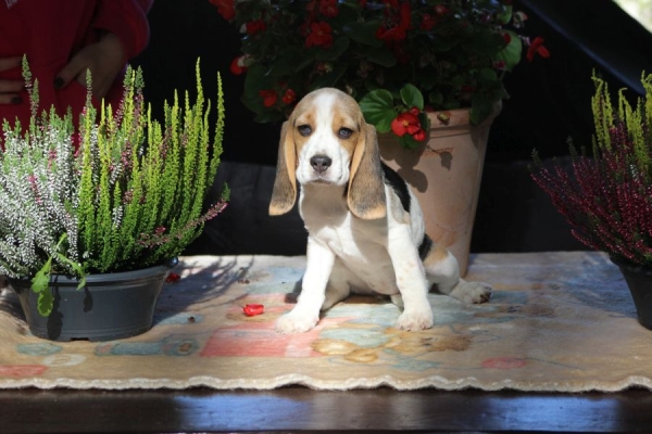 Ogłoszenie - Beagle - szczeniaczki ZKwP po Championie Polski. Zdjęcie 2