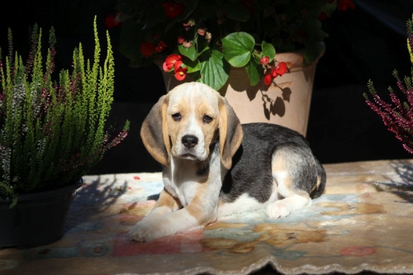 Ogłoszenie - Beagle - szczeniaczki ZKwP po Championie Polski. Zdjęcie 3
