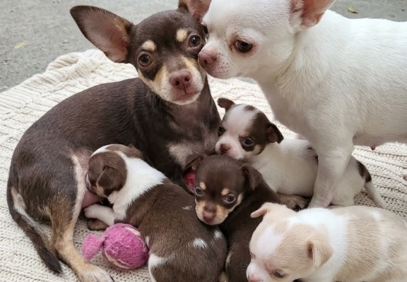 Ogłoszenie - Chihuahua zarejestrowane w Kennel Club na sprzedaż. Zdjęcie 1