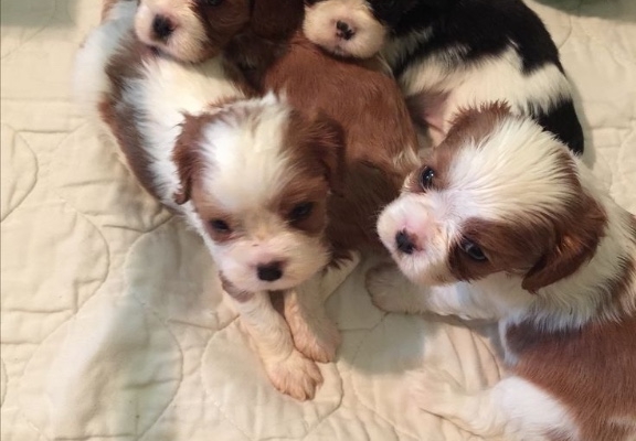 Ogłoszenie - Oszałamiający, 5-pokoleniowy rodowodowy reproduktor King Charles Spaniel. Zdjęcie 2