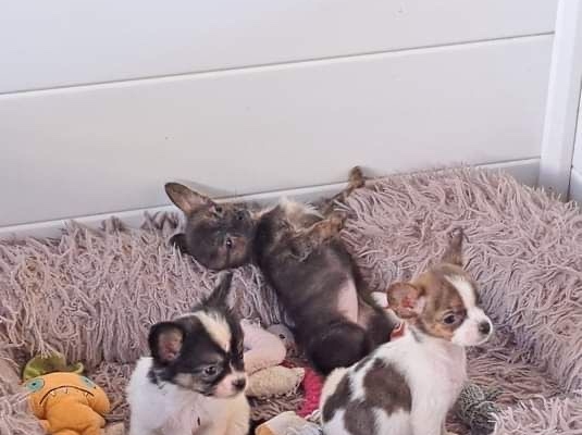 Ogłoszenie - Chihuahua zarejestrowane w Kennel Club na sprzedaż. Zdjęcie 2