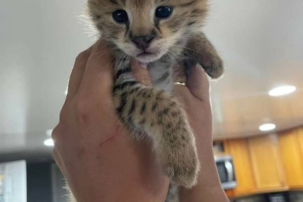Ogłoszenie - Kocięta serwala i karakala z młodym kotem savannah. Zdjęcie 2