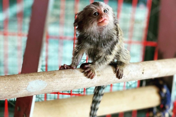 Ogłoszenie - Na sprzedaż marmozety karłowate (pigmejki). Zdjęcie 1