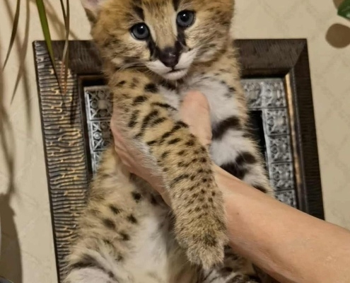 Ogłoszenie - Kocięta serwala i karakala z młodym kotem savannah. Zdjęcie 1