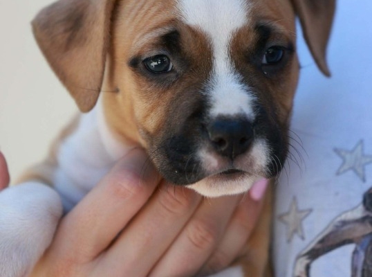 Ogłoszenie - American Staffordshire Terrier – szczenięta. Zdjęcie 4