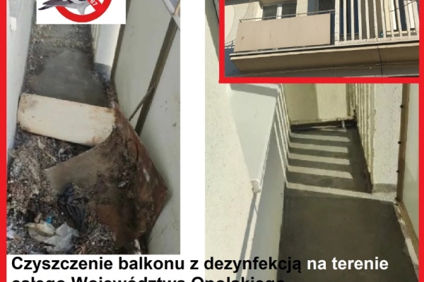 Ogłoszenie - Kluczbork siatka kot gołąb bezinwazyjny montaż. Zdjęcie 6