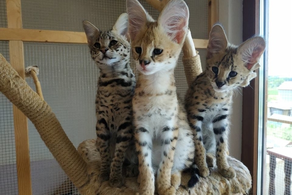 Ogłoszenie - Kocięta Savannah i Serwal. Zdjęcie 8