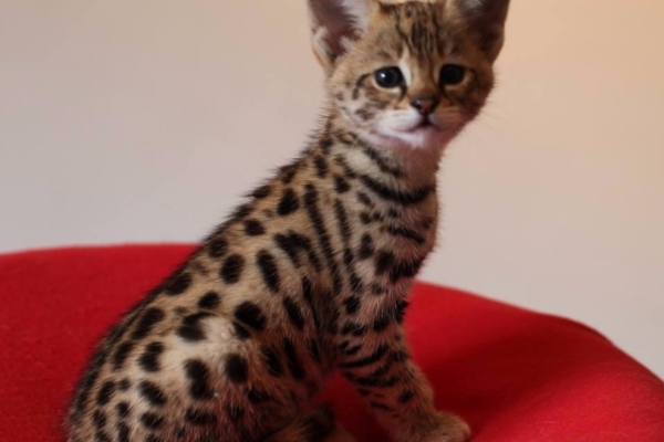 Ogłoszenie - Kocięta Savannah i Serwal. Zdjęcie 1