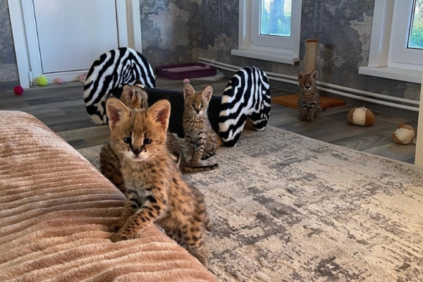 Ogłoszenie - Kocięta Savannah i Serwal. Zdjęcie 9