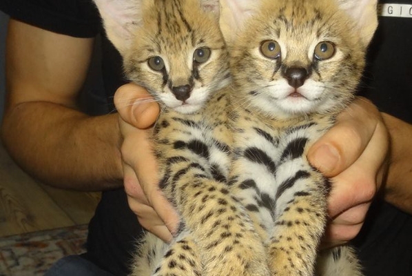 Ogłoszenie - Kocięta Savannah i Serwal. Zdjęcie 10