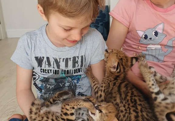 Ogłoszenie - Kocięta Savannah i Serwal. Zdjęcie 6