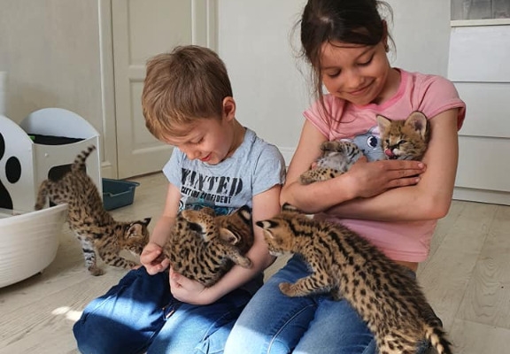 Ogłoszenie - Kocięta Savannah i Serwal. Zdjęcie 5