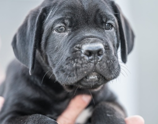 Ogłoszenie - Cane Corso piękne szczenięta. Zdjęcie 2