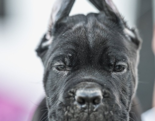 Ogłoszenie - Cane Corso piękne szczenięta. Zdjęcie 3
