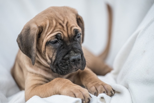 Ogłoszenie - Cane Corso piękne szczenięta. Zdjęcie 5