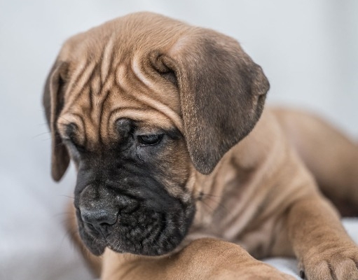 Ogłoszenie - Cane Corso piękne szczenięta. Zdjęcie 4