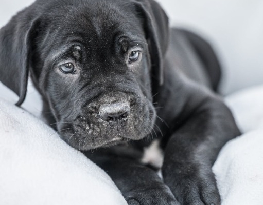 Ogłoszenie - Cane Corso piękne szczenięta. Zdjęcie 6