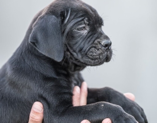 Ogłoszenie - Cane Corso piękne szczenięta. Zdjęcie 7