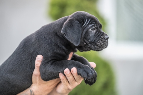 Ogłoszenie - Cane Corso piękne szczenięta. Zdjęcie 10