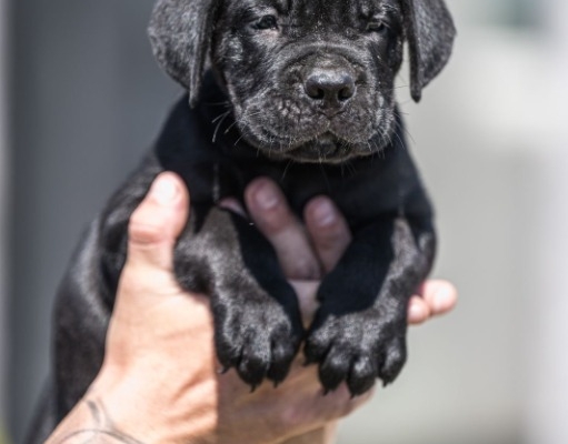Ogłoszenie - Cane Corso piękne szczenięta. Zdjęcie 8