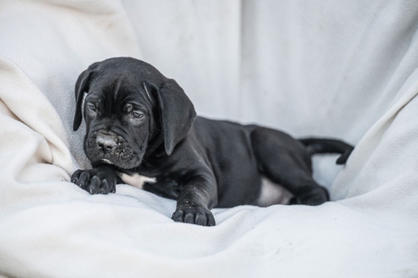 Ogłoszenie - Cane Corso piękne szczenięta. Zdjęcie 9