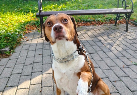 Ogłoszenie - Pies do adopcji. Zdjęcie 5