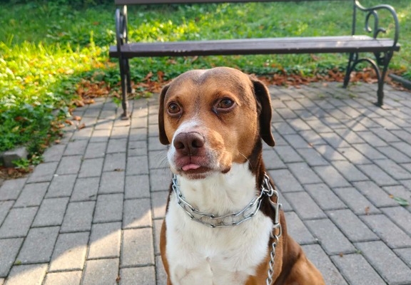 Ogłoszenie - Pies do adopcji. Zdjęcie 3