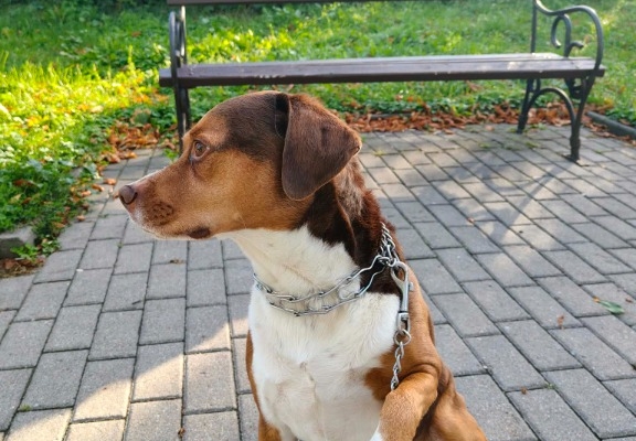 Ogłoszenie - Pies do adopcji. Zdjęcie 2