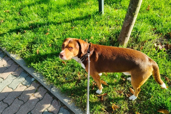 Ogłoszenie - Pies do adopcji. Zdjęcie 10