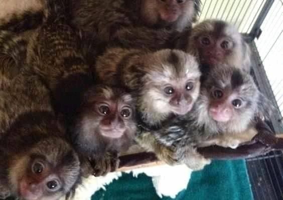 Ogłoszenie - Urocze młode marmozety. Zdjęcie 1