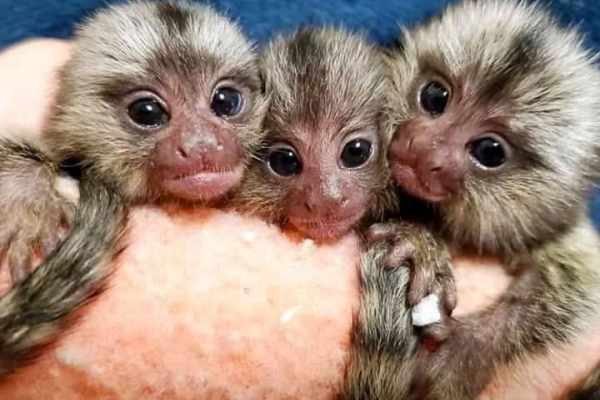 Ogłoszenie - Przepiękne marmozety do adopcji. Zdjęcie 1