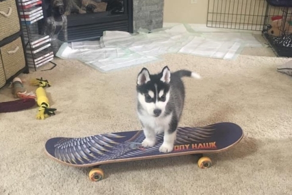 Ogłoszenie - Słodkie szczenięta husky syberyjskiego. Szczegóły na WhatsApp: +4917667652853. Zdjęcie 2