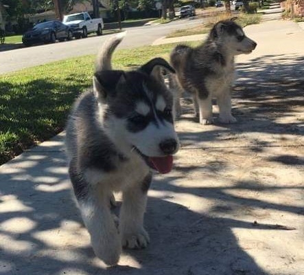 Ogłoszenie - Słodkie szczenięta husky syberyjskiego. Szczegóły na WhatsApp: +4917667652853. Zdjęcie 1