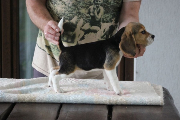 Ogłoszenie - Beagle Panny do wzięcia  ZKwP/FCI  po Champione Polski. Zdjęcie 8