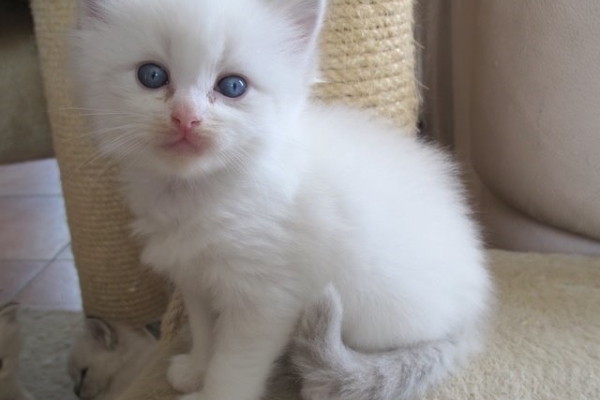 Ogłoszenie - Kocięta rasy Ragdoll. Napisz do nas na WhatsApp, aby uzyskać szczegóły: +4917667652853. Zdjęcie 3