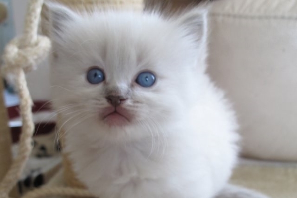 Ogłoszenie - Kocięta rasy Ragdoll. Napisz do nas na WhatsApp, aby uzyskać szczegóły: +4917667652853. Zdjęcie 2