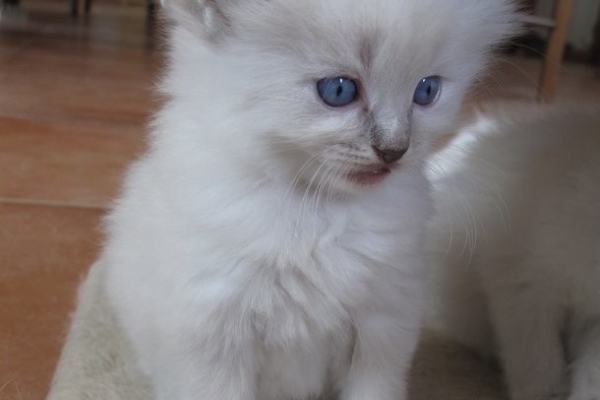 Ogłoszenie - Kocięta rasy Ragdoll. Napisz do nas na WhatsApp, aby uzyskać szczegóły: +4917667652853. Zdjęcie 1