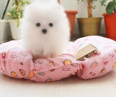 Ogłoszenie - Dwa wspaniałe szczenięta szpica miniaturowego (pomeraniana) typu „teacup”. Szczegóły na WhatsApp: +4917667652853. Zdjęcie 1