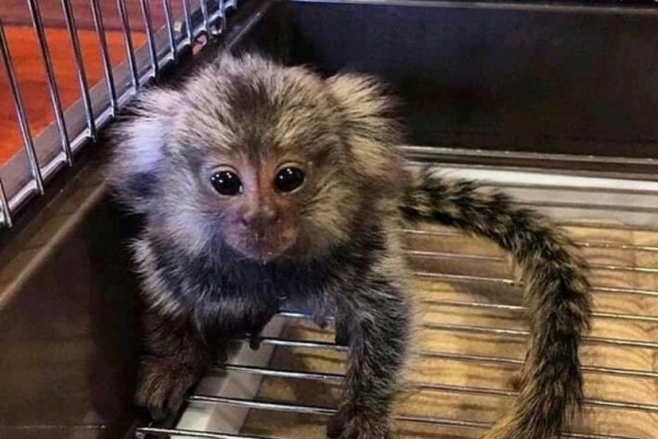 Ogłoszenie - Zdrowe marmozety na sprzedaż. Zdjęcie 1