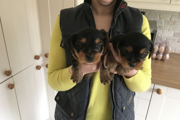 Ogłoszenie - Rasowe, malutkie szczenięta yorkshire terrier. Szczegóły na WhatsApp: +4917667652853. Zdjęcie 2